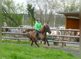 Islandpferd, Wallach, 13 Jahre, 135 cm
