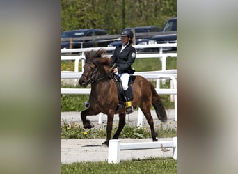 Islandpferd, Wallach, 13 Jahre, 135 cm, Schwarzbrauner