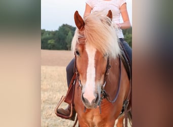 Islandpferd, Wallach, 13 Jahre, 136 cm, Fuchs