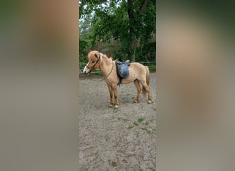 Islandpferd, Wallach, 13 Jahre, 137 cm, Falbe