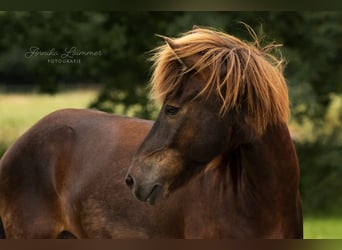 Islandpferd, Wallach, 13 Jahre, 137 cm, Rappe