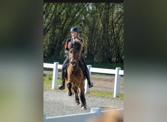 Islandpferd, Wallach, 13 Jahre, 138 cm, Brauner