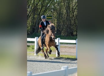Islandpferd, Wallach, 13 Jahre, 138 cm, Brauner