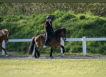 Islandpferd, Wallach, 13 Jahre, 138 cm, Brauner