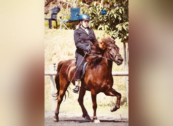 Islandpferd, Wallach, 13 Jahre, 138 cm, Rappe