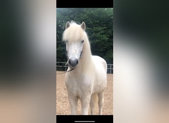 Islandpferd, Wallach, 13 Jahre, 138 cm, Schimmel
