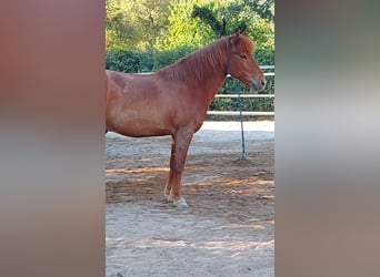 Islandpferd, Wallach, 13 Jahre, 139 cm, Fuchs