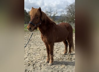 Islandpferd, Wallach, 13 Jahre, 139 cm, Fuchs