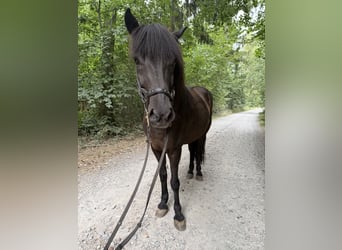 Islandpferd, Wallach, 13 Jahre, 139 cm, Rappe