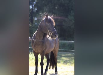 Islandpferd, Wallach, 13 Jahre, 139 cm, Rappe