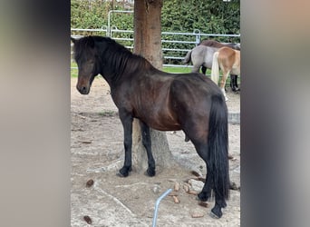 Islandpferd, Wallach, 13 Jahre, 140 cm, Brauner