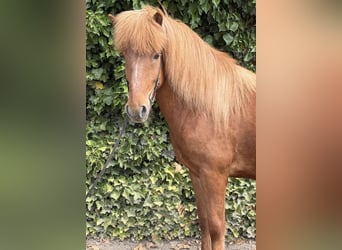 Islandpferd, Wallach, 13 Jahre, 140 cm, Fuchs