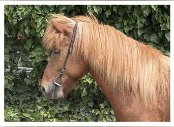 Islandpferd, Wallach, 13 Jahre, 140 cm, Fuchs