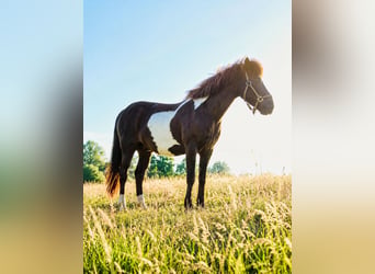 Islandpferd, Wallach, 13 Jahre, 140 cm, Schecke