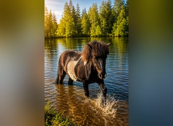Islandpferd, Wallach, 13 Jahre, 140 cm, Schecke