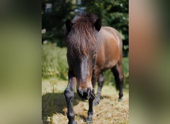 Islandpferd, Wallach, 13 Jahre, 142 cm, Brauner