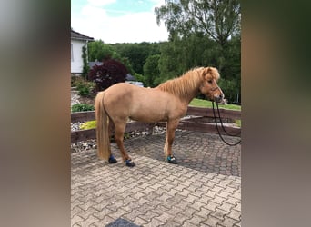 Islandpferd, Wallach, 13 Jahre, 142 cm, Falbe