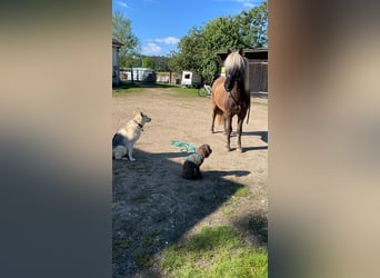 Islandpferd, Wallach, 13 Jahre, 142 cm, Falbe