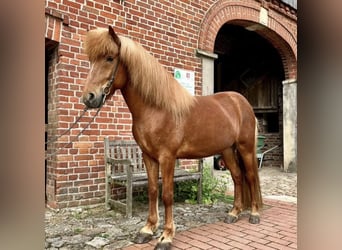 Islandpferd, Wallach, 13 Jahre, 142 cm, Fuchs