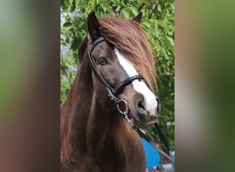 Islandpferd, Wallach, 13 Jahre, 142 cm, Rappe