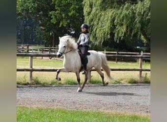 Islandpferd, Wallach, 13 Jahre, 142 cm, Schimmel