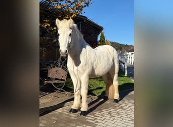Islandpferd, Wallach, 13 Jahre, 144 cm, Schimmel