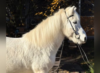 Islandpferd, Wallach, 13 Jahre, 144 cm, Schimmel