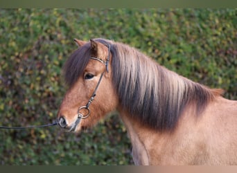 Islandpferd, Wallach, 13 Jahre, 145 cm, Falbe