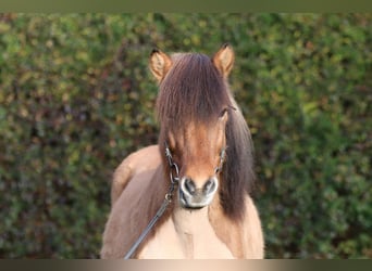 Islandpferd, Wallach, 13 Jahre, 145 cm