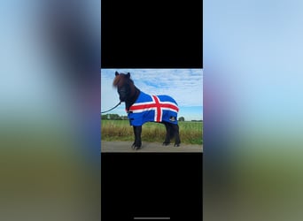Islandpferd, Wallach, 13 Jahre, 145 cm, Rappe