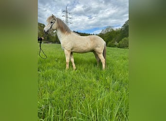 Islandpferd, Wallach, 13 Jahre, 145 cm, Schimmel