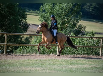Islandpferd, Wallach, 13 Jahre, 146 cm