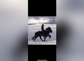 Islandpferd, Wallach, 13 Jahre, 148 cm, Rappe