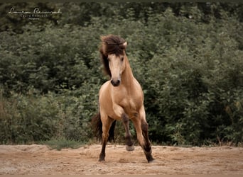 Islandpferd, Wallach, 13 Jahre, 150 cm, Falbe