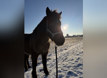 Islandpferd, Wallach, 13 Jahre, 150 cm, Rappe