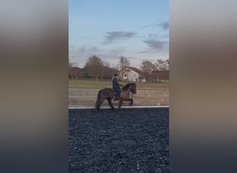 Islandpferd, Wallach, 13 Jahre, 150 cm, Rappe