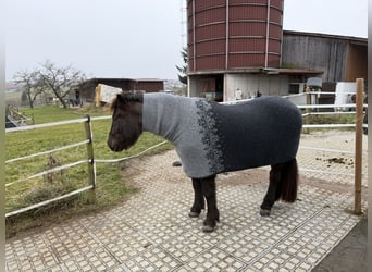 Islandpferd, Wallach, 13 Jahre, 150 cm, Rappe