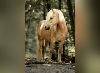 Islandpferd, Wallach, 13 Jahre