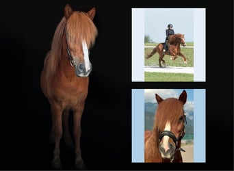 Islandpferd, Wallach, 13 Jahre, Fuchs