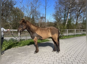 Islandpferd, Wallach, 13 Jahre, Rappe