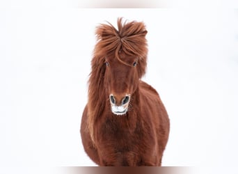 Islandpferd, Wallach, 14 Jahre, 136 cm, Fuchs