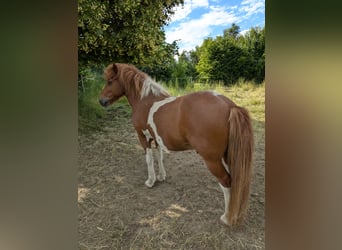 Islandpferd, Wallach, 14 Jahre, 136 cm, Schecke