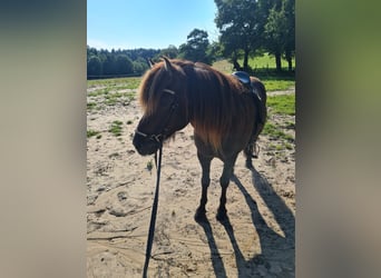 Islandpferd, Wallach, 14 Jahre, 136 cm, Schwarzbrauner
