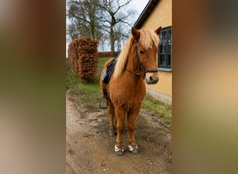 Islandpferd, Wallach, 14 Jahre, 137 cm, Fuchs