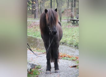 Islandpferd, Wallach, 14 Jahre, 137 cm, Rappe