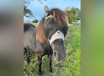 Islandpferd, Wallach, 14 Jahre, 137 cm, Rappe