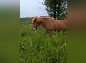 Islandpferd, Wallach, 14 Jahre, 138 cm, Fuchs