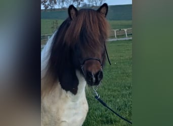 Islandpferd, Wallach, 14 Jahre, 138 cm, Schecke