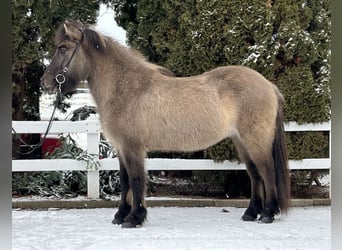Islandpferd, Wallach, 14 Jahre, 140 cm, Falbe
