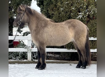 Islandpferd, Wallach, 14 Jahre, 140 cm, Falbe